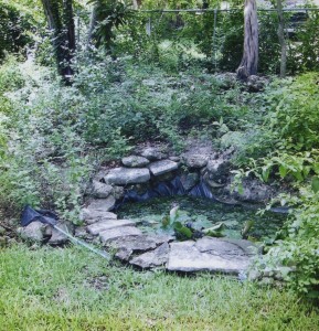 Back Yard Pond